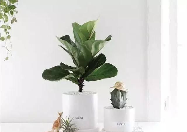  #花友#琴叶榕总是不好养？做好这几点，养的比花店老板都好！