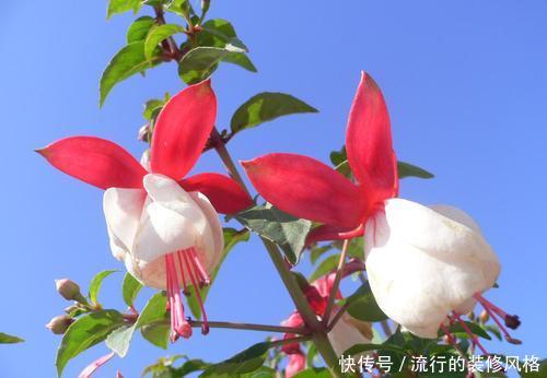 【养不养】夏天最容易死的“3种花”,买一盆死一盆,老花匠都要考虑养不养
