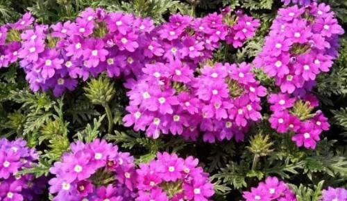  「养花」养花经验不足？养这“4种”花卉，高颜值易养活，花苞突突往外冒
