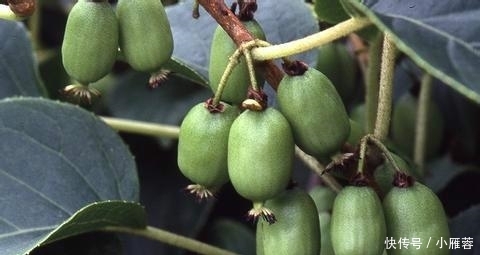 这果树我国独有，国内60一斤，国外价格更高，却少有人吃过