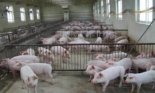  [养猪场]为何养猪场要把小公猪的“蛋蛋”割掉？这些理由不得不