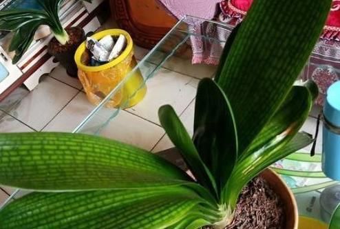  修根■老花匠养“3种花”，温度回升就“修根”，越养越旺盛，冒新芽！