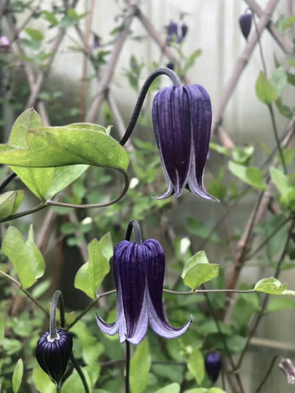  『辞职』从银行辞职做“花农”，她打造的花园超治愈