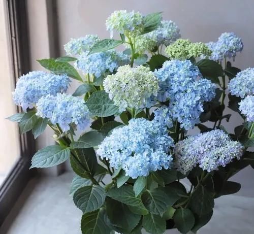 『开完』开完花的枝条剪下来,别看它发软,其实还能扦插,成活率相当高
