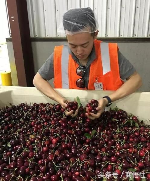 中国人吃掉智利85%的樱桃!天猫完全改变了一