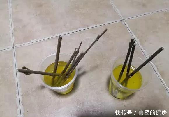 生根水@8月养吊兰,浇水加点“它”,根系发达长势旺,一个月蹭蹭长爆盆