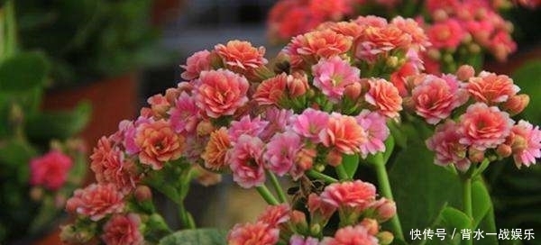  长寿|长寿花长出花苞后应该如何施肥？