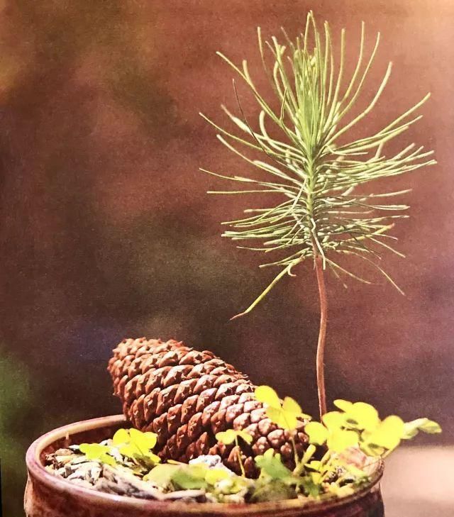  [赏心悦目]看松树林下捡来的松果，是怎样慢慢长成一盆赏心悦目的盆栽的