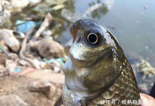 农村小伙钓起这条鱼，看到正面，顿时就丢会河里了