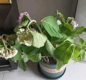  直挺挺@软趴趴的绣球花，不是缺水，就是烂根！一个方法做对，全程直挺挺