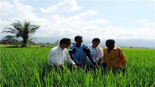 迪拜请中国种水稻，引世界瞩目，外媒：不可能！