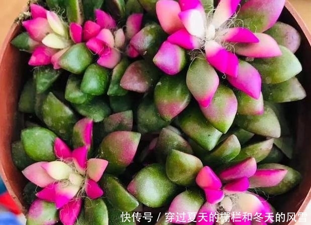  [摸清]养多肉，该不该用磷酸二氢钾？摸清3点，做出正确选择不难
