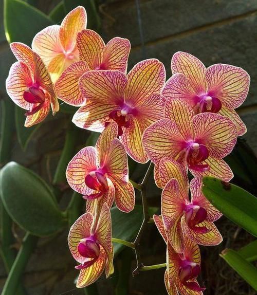  『代表着』花友选出了自己认为最美的50种花