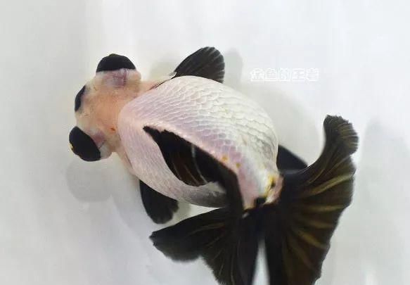  铁包金金@8种鱼，少折腾少喂食，状态反而更好，越养越出彩！