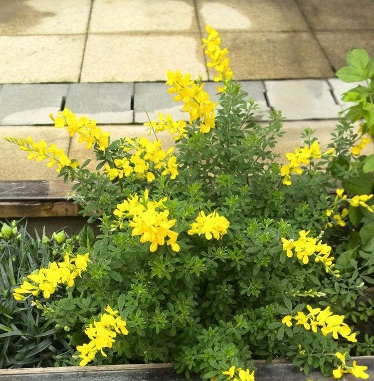  『堪称』这四款花卉，堪称花界“开花机器”，盆栽上几种，花开繁华又浪漫