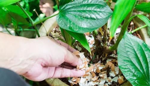  『施肥的时』养室内的盆栽植物不给点肥，难怪叶子发黄，还容易感染病虫害
