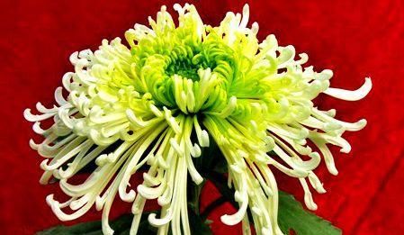  [喜欢]喜欢菊花，就养盆“珍稀名菊”汉宫秋，似美人偏偏，绚丽典雅