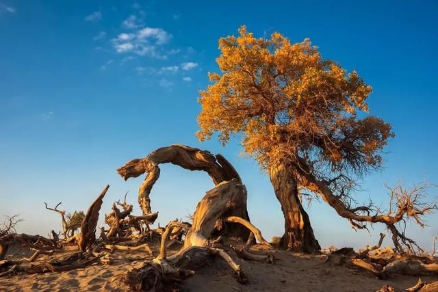 推荐｜额济纳，她的美只有20多天，错过再等一年