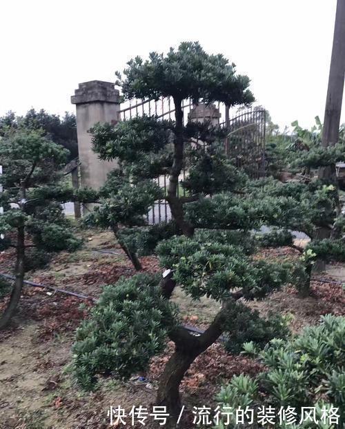  「生长出来」3种价值高的盆景树，养在家里寓意好，多养几年能升值
