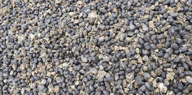 花生壳■养花盆土常常板结，埋下“4个小玩意”，变得松软，养花更旺了