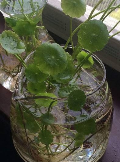  「水培」铜钱草体形小，长不大，老婆用了这1招，变得又大又圆！