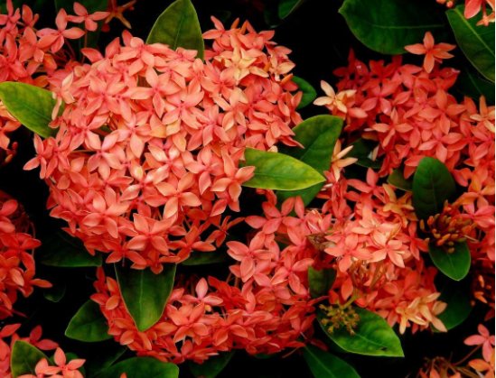  『韵味』这几款花卉，花期长易爆盆，香飘满屋，开花一簇一簇，韵味十足