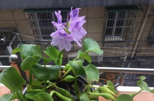  『害草』2种花沾土就疯长，最好别地栽，不然没处落脚！