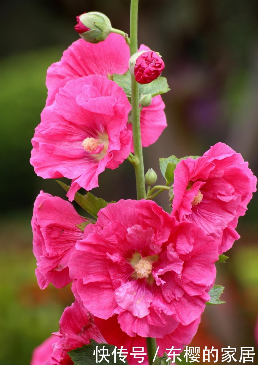  #妩媚#喜欢在家中养护很好，就养3种花卉，花色艳丽，漂亮妩媚，美丽