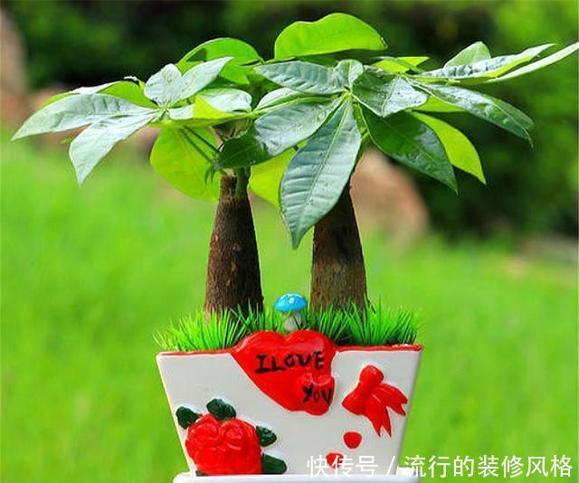  叶片翠绿■发财树有“3怕”，难怪叶子发黄长得慢，学会了新叶新芽蹭蹭长