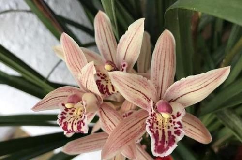 『迷人』盆栽养花就选它，好养易花，花色艳丽，花开浓香，花迷人手一盆