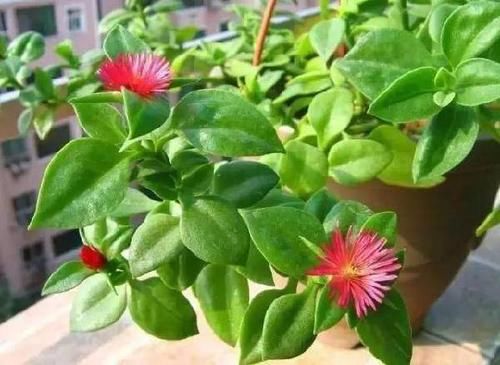  「想不」牡丹吊兰这样养，想不花繁叶茂都难！