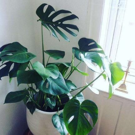  【实用】客厅养花首选这4种植物，空气好、病菌少，很实用