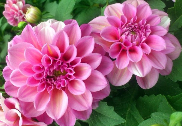  名流千秋：在家养花，不如养些高颜值的菊花，高端大气又美观，花香清新脱俗