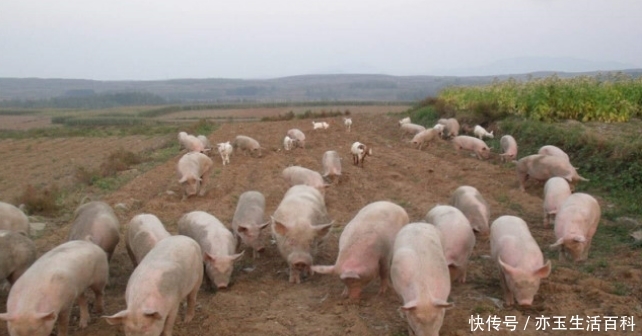  [养猪]养猪并不难，但这几点要关注，了解了就会让养猪变得很轻