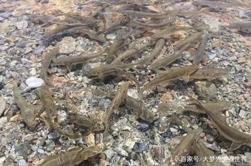  [三点原因]世界上“最美丽的水”，藏了8亿公斤的鱼，为何却没人敢去打捞？