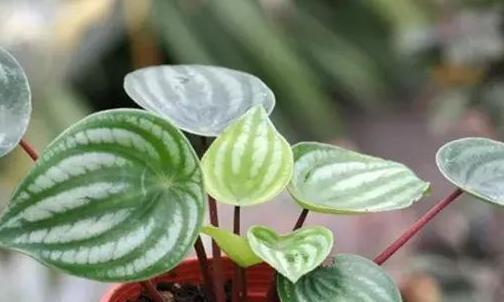  [品种]养植物就选此5款，品种不寻常，养护却倍加省心，观赏价值高