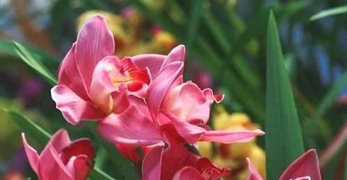  [兰花]兰花中的将军——红将军，花朵又大又红，花期长，经久不衰！