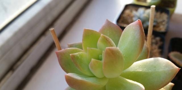  适合@适合养在阳台上的3种花，开花漂亮好养护，净化空气很漂亮
