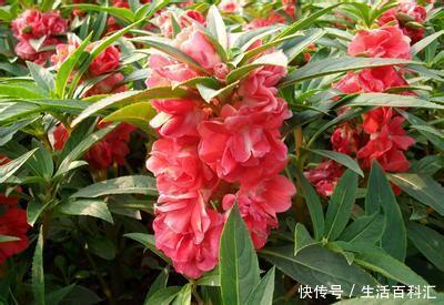  『凤仙花』喜欢家中养花，就养这几3种，花色艳丽，花期长，美轮美奂美娇娘