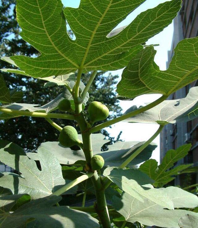 【节枝】秋季阳台种无花果,剪下1节枝,插盆里,来年结满果,好吃又美观