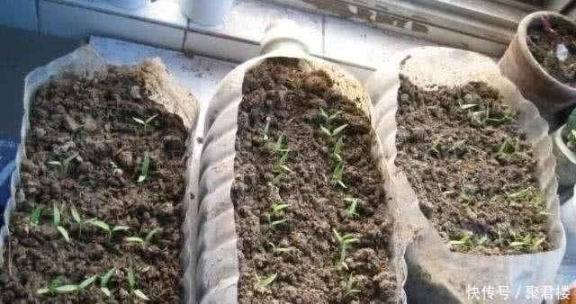  [营养]“废油桶”当花盆用来种辣椒，7天就发芽，1个月丰收，能吃2个月