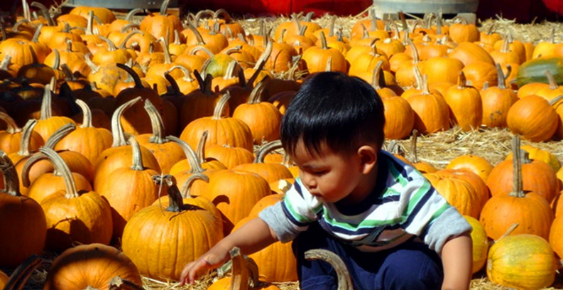  「农民」农村这一作物，客商一毛一斤不愿给，地里堆积如小山，