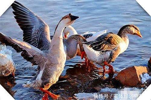  创业者|养殖为农村创业者打开创业之路，这三个养殖很稳妥，可考