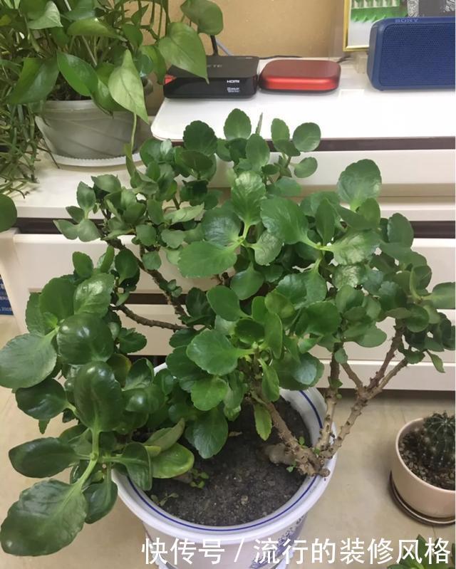 #补充养分#这花千万别养老桩,越老越不开花,想赏花砍1刀,立马满头花苞