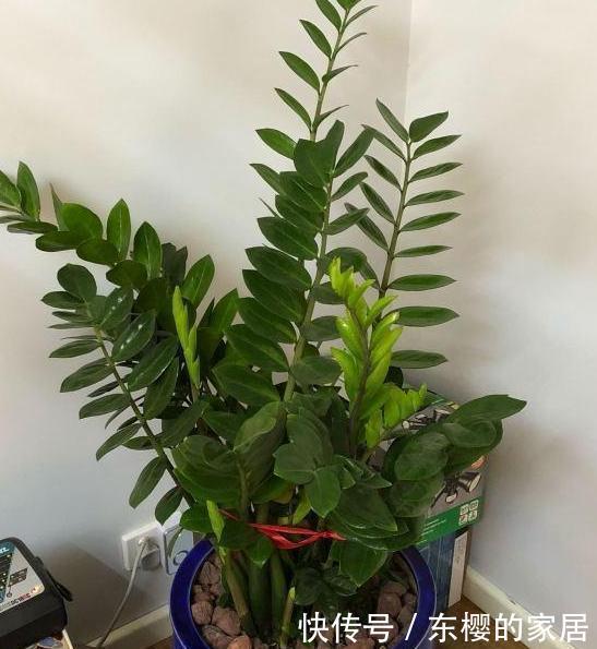  「只需要剪下」亲戚朋友家见到3种植物，剪些叶子带回家，插到土里就能活