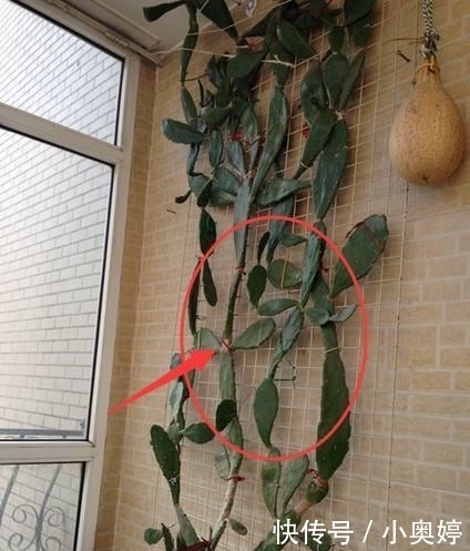『风水』一旦阳台出现这几种情况,预示着家运衰败,钱财尽失,赶紧改!
