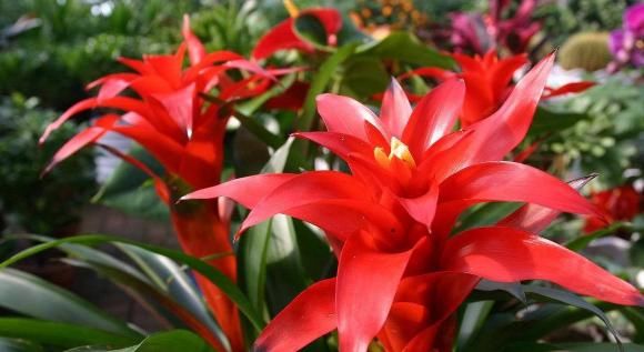 「家养」打春后,家养这几款花卉,花姿卓越,花朵茂盛密集,还你一片花海