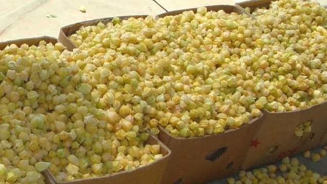 农民不种玉米改种它，市场价15块1斤，亩赚近万元