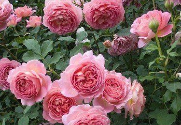  【清甜】此花，花型色俱美，香味清甜好闻。