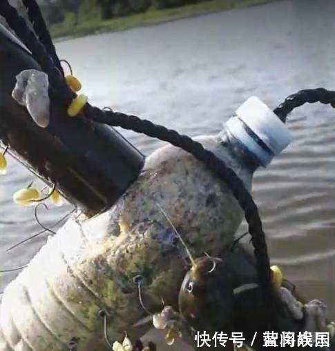  『收获』男子用矿泉水瓶做钓鱼神器，第二天收获喜人